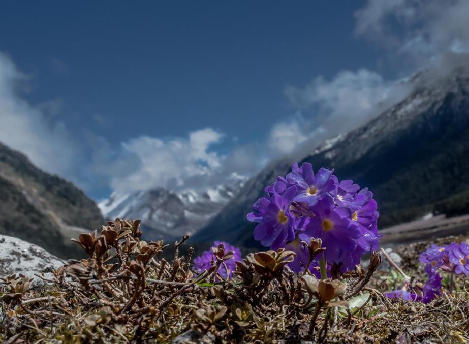 Snow White Retreat Hotel And Restaurant Ґанґток Екстер'єр фото